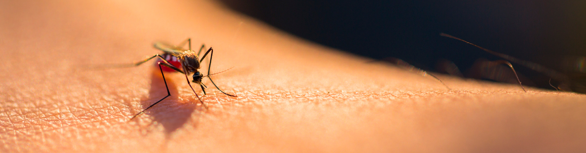 ¿Qué es el dengue? Causas y tratamientos