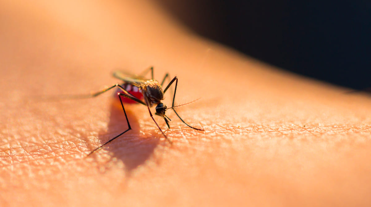 ¿Qué es el dengue? Causas y tratamientos
